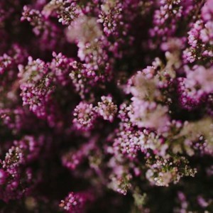 Obituary of Mary Rinaldi