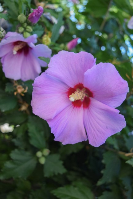 Obituary of Janet Mae Seinturier