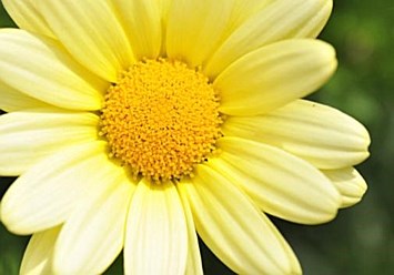 Obituary of Sophie Conner