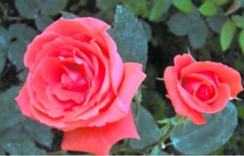 Obituary of Dorothy Virginia Stollenmaier