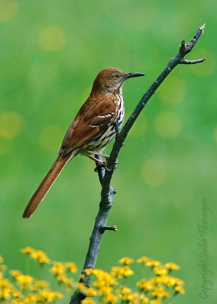 Obituary of Doyle A. Smith