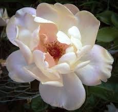 Obituary of Evelyn L Bowles