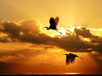 Obituary of Nora Joan Kellogg Peterson