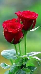 Obituario de Rebecca Ann Freeman