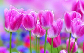 Obituary of Renee Marie Shearer