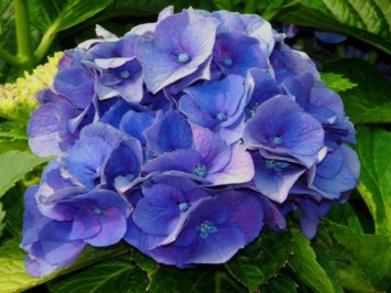 Avis de décès de Barbara Boice Korn