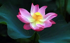 Obituary of Lila H.  McGill