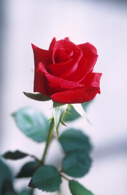 Obituary of Delia Weaver