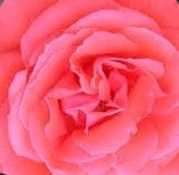 Obituary of Elizabeth Reames