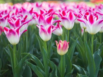 Obituary of Joan A. Marshall