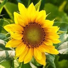 Obituary of Isabel Tellez Mendez