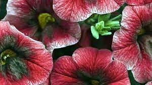 Obituario de Kay Marlene Hoskins