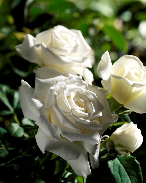 Obituary of Terri Rae McCoy