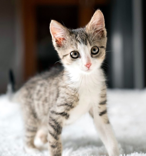 Obituary of Douglas Leroy Heckerman