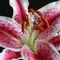 Obituary of Evelyn Carpenter Allen