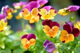 Obituary of Charlie Mae Westmoreland