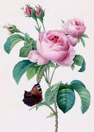 Obituary of Josefina A Rodriguez