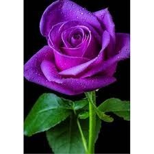 Obituary of Nancy Carol Muncy