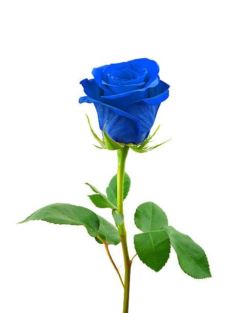 Obituary of Antonio Zamora Diaz