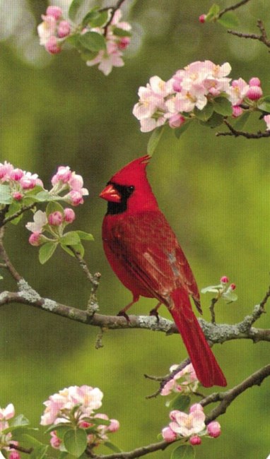 Obituary of Judy S. Cosentino