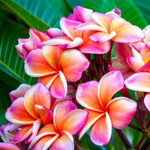 Obituary of Lunie Castera