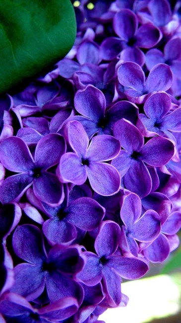 Obituary of Frances Knighten