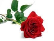 Obituary of Sandra M. Montoya