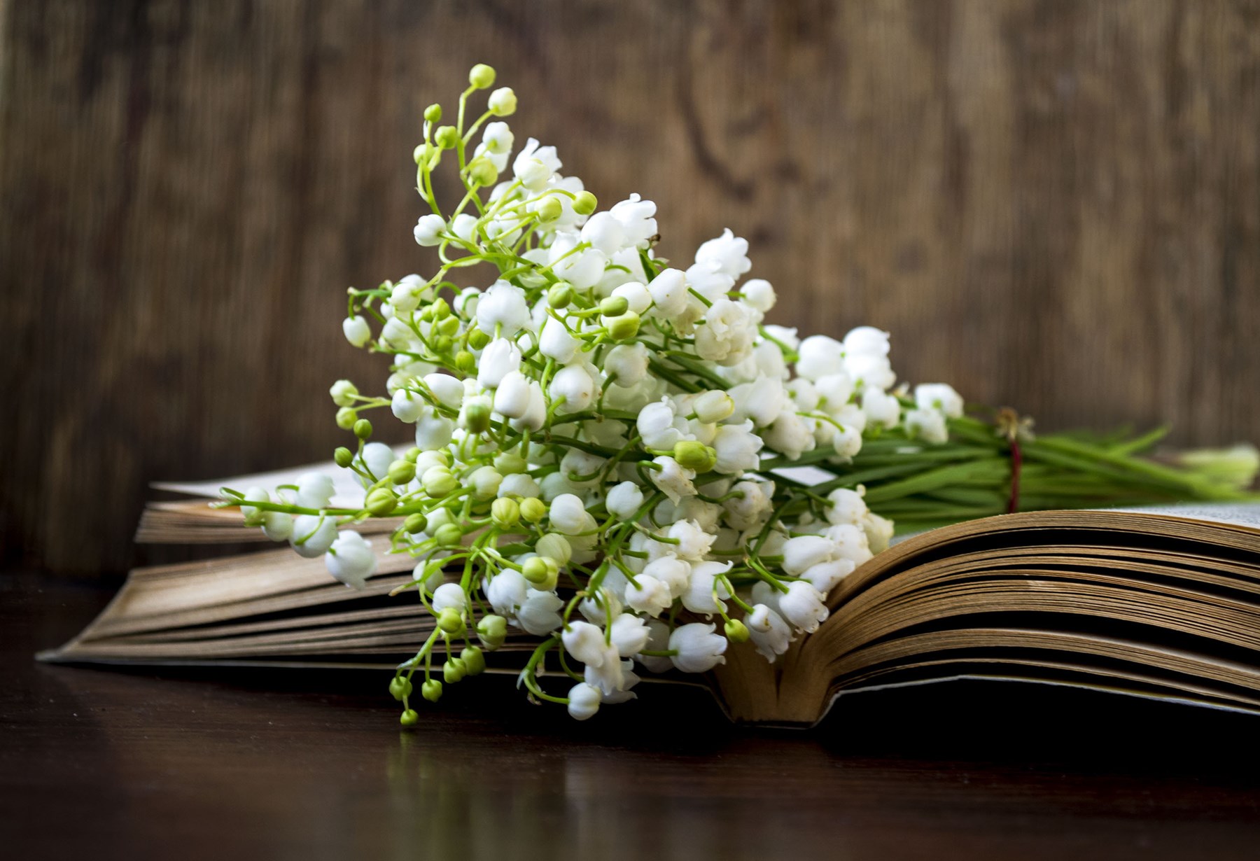 Obituary of Patricia Clark Seifert