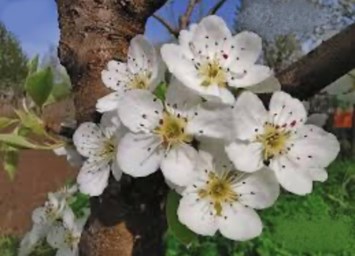 Obituary of Michelle Lewis-Terry