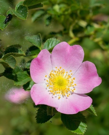 Obituary of Barbara Phyllis Colleen Ham