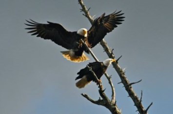 Obituary of Edward Lloyd Watkins