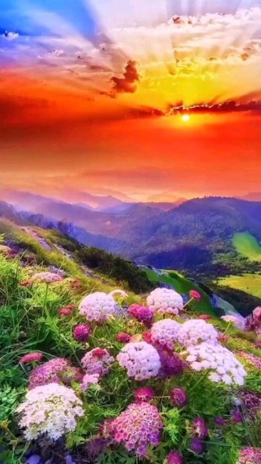 Obituary of Sylvia Margaret Mitchell