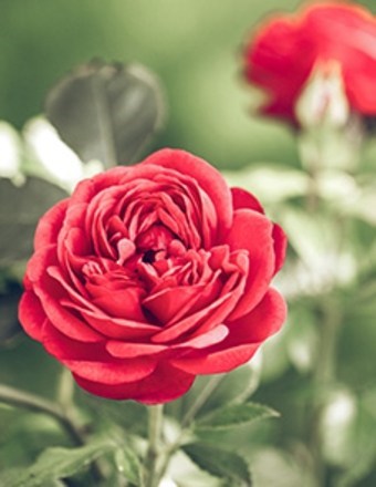 Obituary of Wanda W McCormick