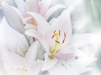 Obituary of Luis T Grove