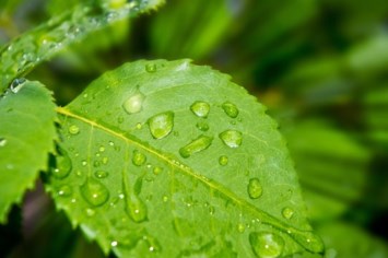 Obituary of Zachary Joseph Payne