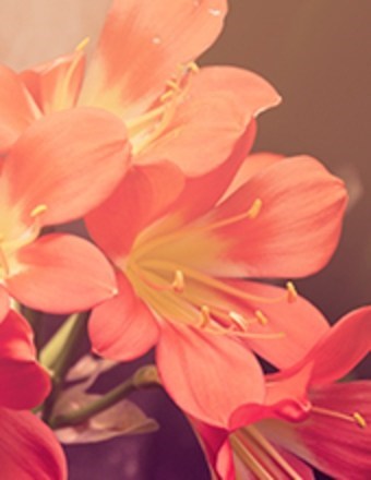 Obituary of Lynn Ellen Sosnicki