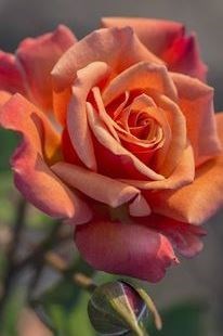 Obituary of Daniel John Dobbek