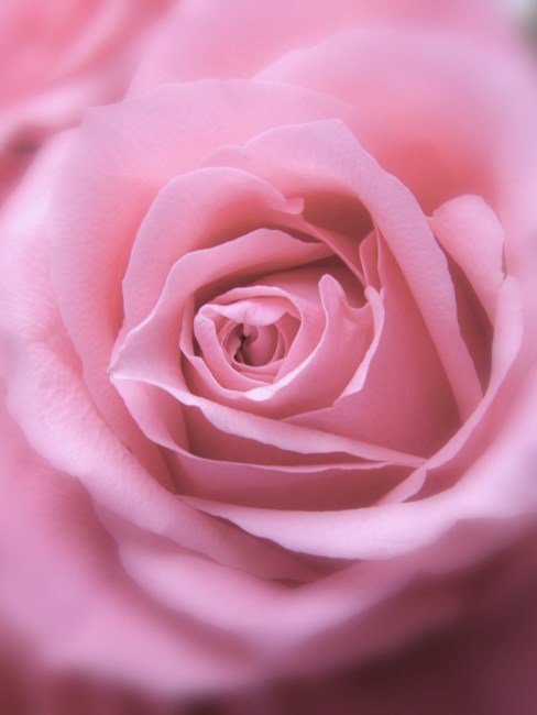 Obituary of Wai Fun Chow 周惠芬