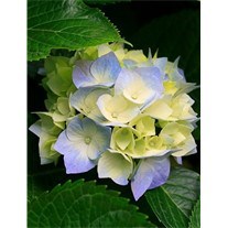 Obituary of Mary Jean Kaiser