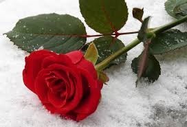 Obituary of Anna T. Magistro