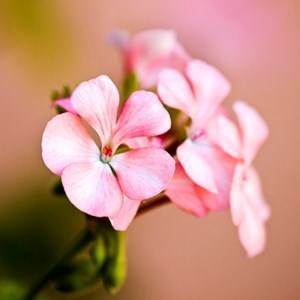 Obituary of Lupe Gutierrez Apodaca