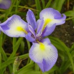 Iris Smith