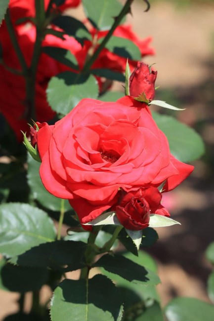 Obituary of James Arthur Holly