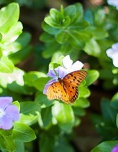 Obituary of Laverne Baker Moak