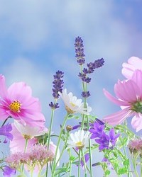 Obituary of Carolyn Valerie MITCHELL