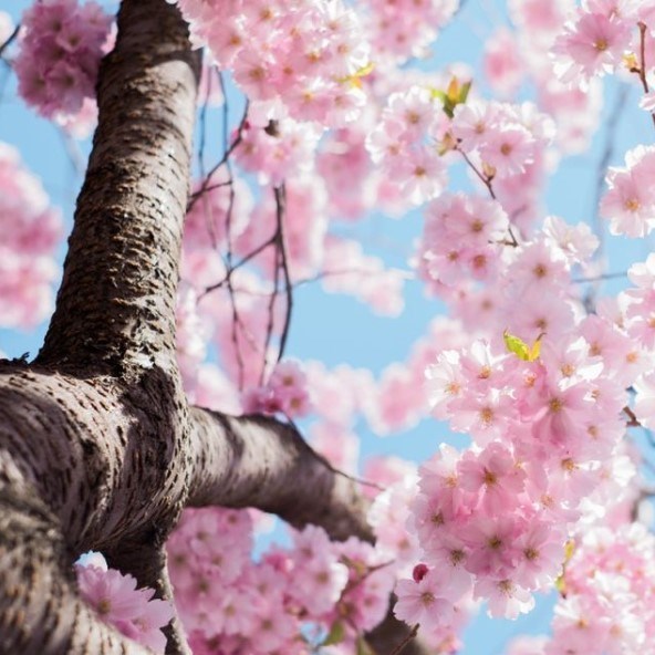 Obituary of Coy Annette Subic