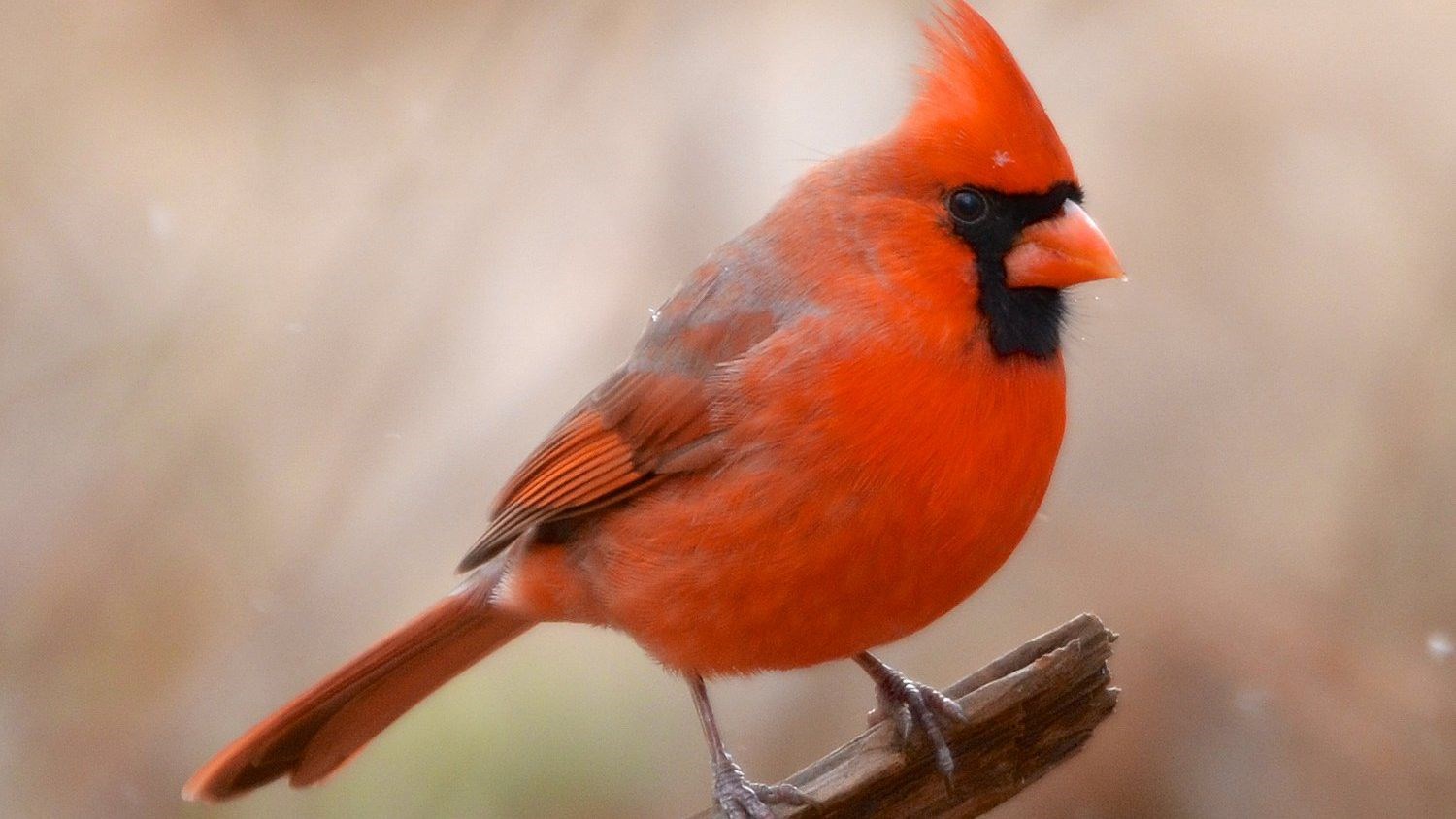 Obituary of Jean Lois Ellis