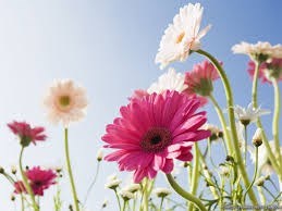 Obituario de Juanita Francis Tiboni