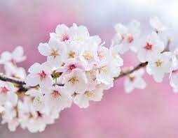 Obituario de Arlene Jean Jensen