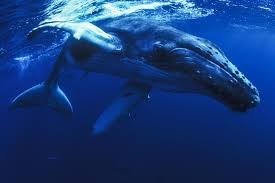 Obituary of Gertrude FRANK